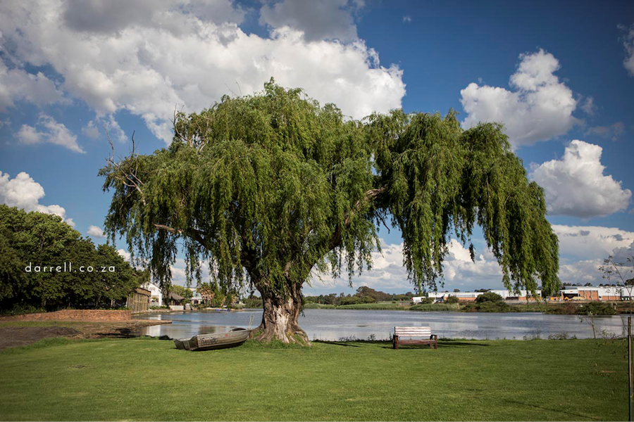 Wilge tree over looking Lake Umuzi