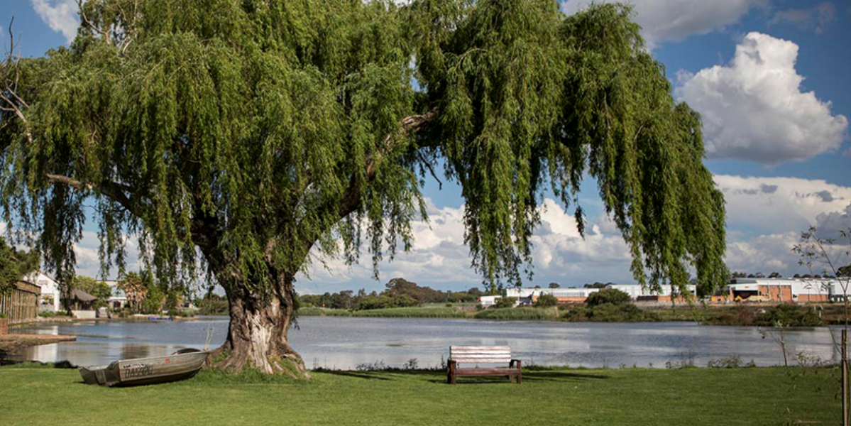 Boesies Willow Tree Boesies Willow Tree